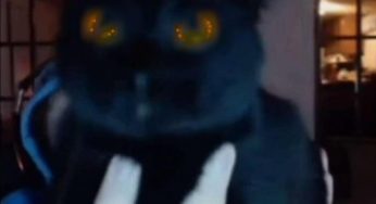 Caseoh Kitty Fan Mail Address