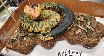Snake Discovery Fan Mail Address